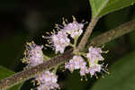 American beautyberry